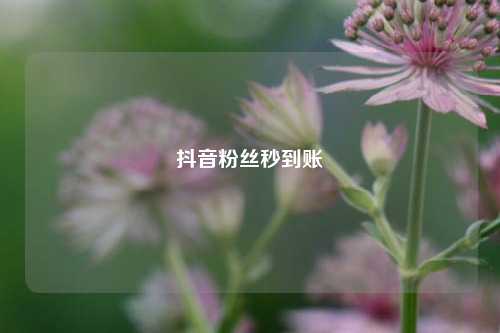抖音粉丝秒到账  第1张