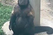 合肥通报：网红方脸猴“大壮”因病死亡