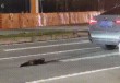“宝马女司机驾车拖行虐猫”引关注，海口警方介入调查