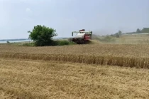 马上评丨“农机手免费吃住”，暖心服务助夏收